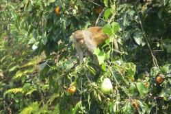 सिन्धुपाल्चोकको त्रिपुरासुन्दरी गाउँपालिकामा   बाँदरको आतंक  बढेपछि झाडी सुधार तथा  रुख काट्ने अभियान